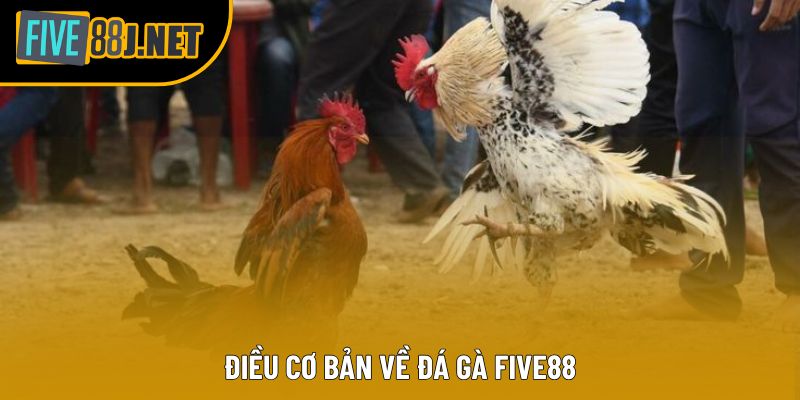 Điều cơ bản về đá gà Five88