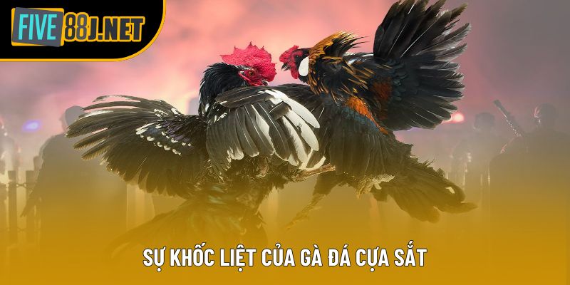 Sự khốc liệt của gà đá cựa sắt Sự khốc liệt của gà đá cựa sắt