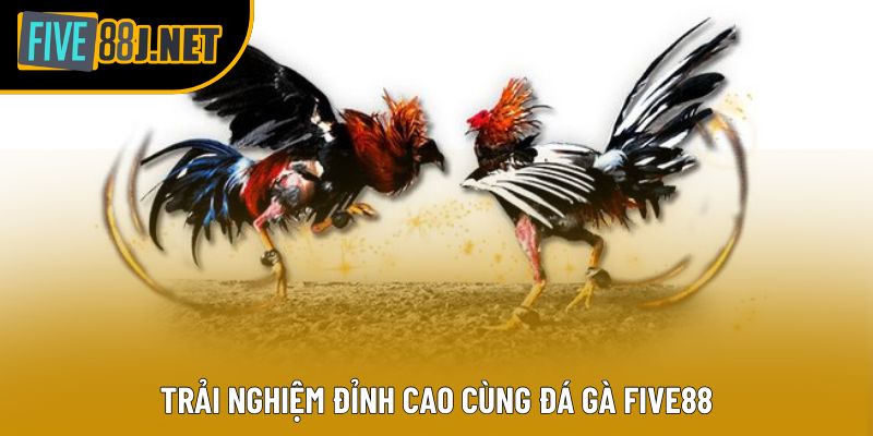 Trải nghiệm đỉnh cao cùng đá gà Five88