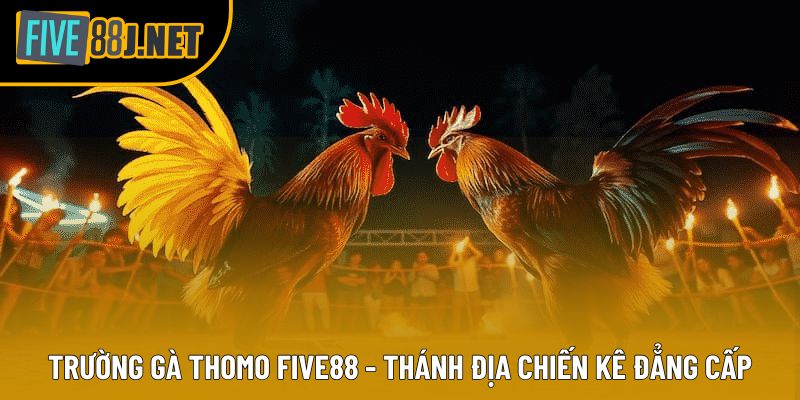 Trường Gà Thomo Five88 - Thánh Địa Chiến Kê Đẳng Cấp
